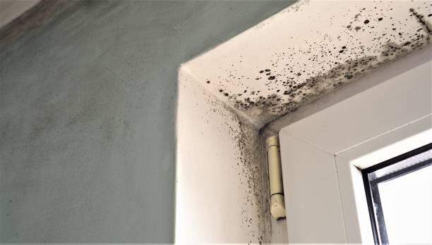 North Plymouth, MA Mold Removal Company