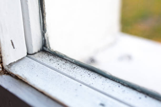 Best Attic Mold Removal  in North Plymouth, MA