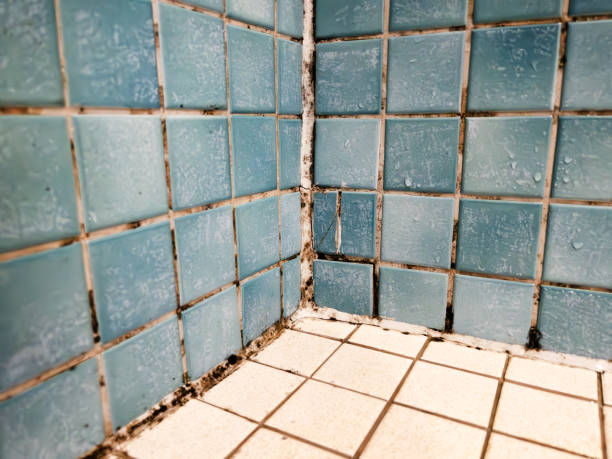 Best Mold Odor Removal Services  in North Plymouth, MA