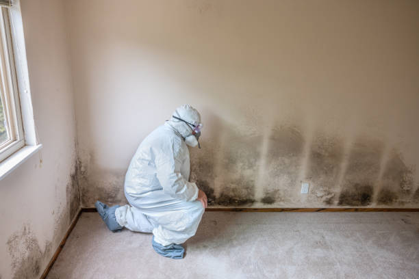Asbestos and Lead Testing During Mold Inspection in North Plymouth, MA