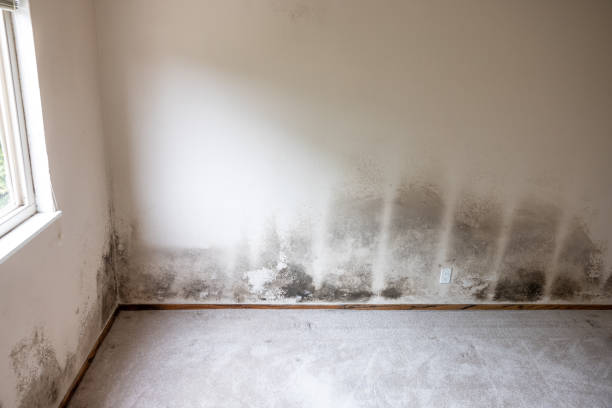 Best Residential Mold Inspection & Testing  in North Plymouth, MA