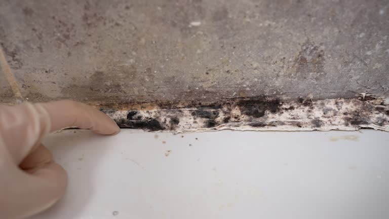 Best Mold Prevention Services  in North Plymouth, MA
