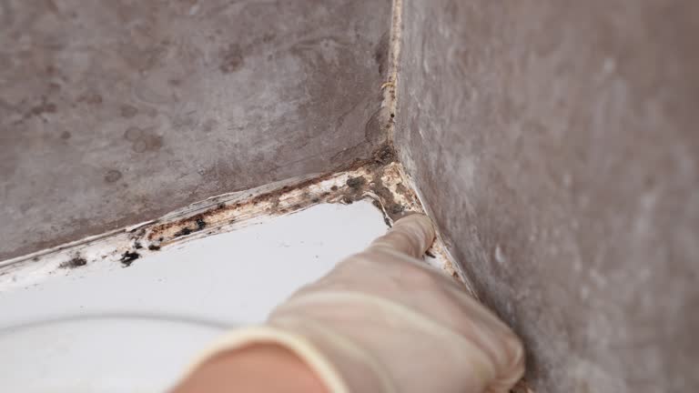 Best Airborne Mold Testing  in North Plymouth, MA